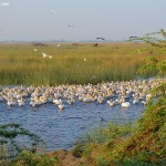 Khijadiya Bird Sanctuary